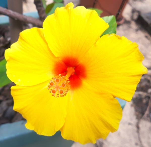 Flor de Hibisco Amarelo